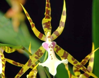 Oncidium orchid Miltassia golden spider " Copius" starter plant seedling~pansy orchid