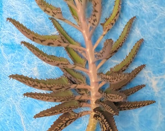 Kalanchoe tubiflora Live plant~mother of thousands succulent cacti