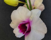 Orchid seedling dendrobium quot Hidden Money quot live plant