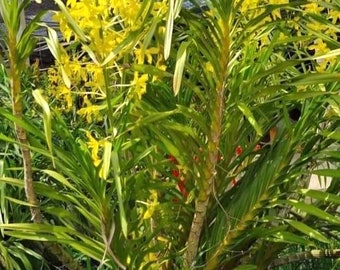 Grammatophyllum Speciosum bloom size rare orchid live plant-queen of the orchid