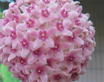 Hoya hanhiae pink flower live plant~ wax plant