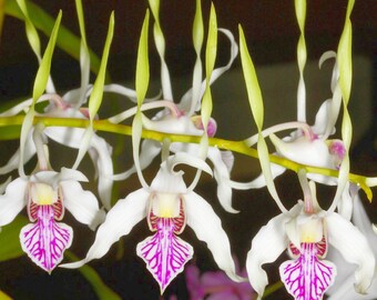 Dendrobium orchid antenatum blooming size-