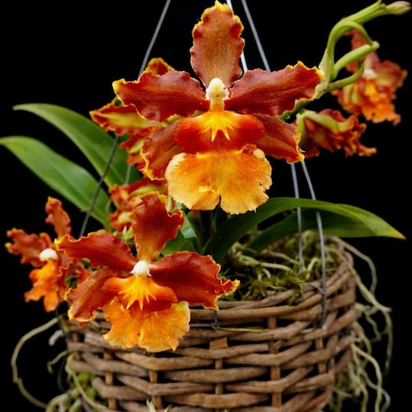 Oncidium orchid-Ons catatante "Los Robles" mature size Live plant