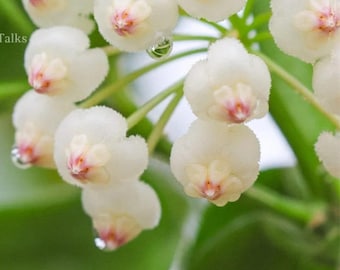Hoya rotundiflora live plant~ wax plant
