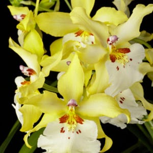 Oncidium Celtic sun maya yellow orchid-pansy orchid-dancing lady yellow orchid