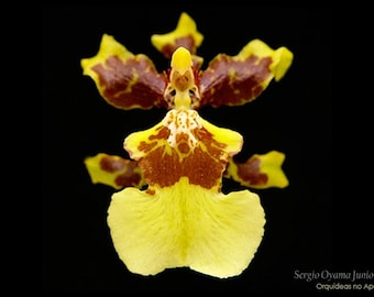 Oncidium sphacelatum yellow orchid-pansy orchid-dancing lady yellow orchid