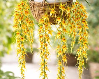 Oncidium Orchid "Mr. Green Jeans" – Yellow Spider Orchid, Hanging fragrant Cascading Spikes