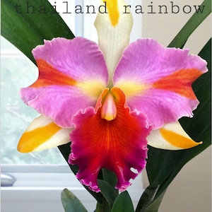 May include: A vibrant orchid flower with petals in shades of pink, orange, yellow, and red. The flower is in full bloom, showcasing its intricate details and textures. The text "Rlc amazing / thailand rainbow" is visible at the top of the image. The orchid is in a decorative pot.