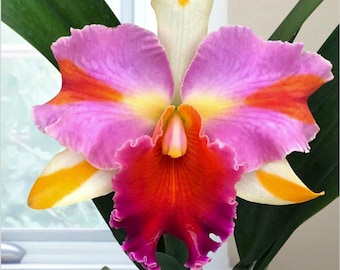 Orquídea Cattleya Flor fragante maceta de 4" -muy raro Rlc Amazing Tailandia "arco iris"