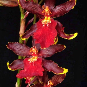 Oncidium orchid living starter plant-O.Wildcat Bobcat-seedling plug~pansy orchid