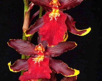 Odontocidium orchid living starter plant-O.Wildcat Bobcat-seedling plug~Oncidium~pansy orchid