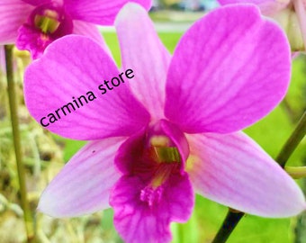 Orchid seedling Plugs~ Dendrobium Bangkok Fancy Hybrid  live plant