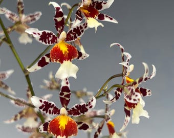 Oncidium orchid Rex's luck " firefly"-Fragrant yellow pansy orchid-dancing lady orchid