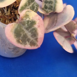 Ceropegia woodii variegata, planta viva de cadena de corazones