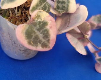 Ceropegia woodii variegata chaîne de coeur plante vivante