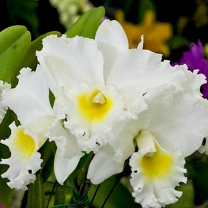 in bloom Cattleya orchid in Sheath white fragrant flowet~BLC Ong Ty-NGO &#39;Koko Head&#39;~live plant mounted