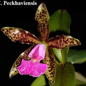 in bloom Cattleya Peckaviensis orchid mounted in wood basket -fragrant