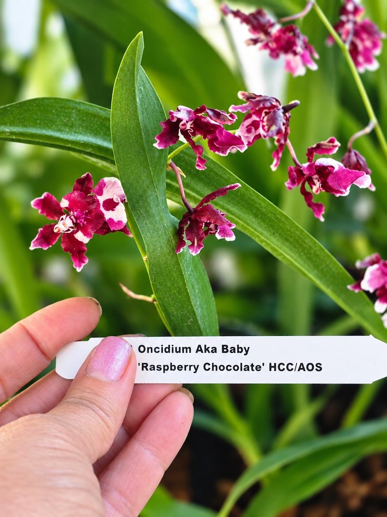 IN BLOOM / SPIKE Oncidium Orchid ‘raspberry Chocolate’ – Fragrant ...