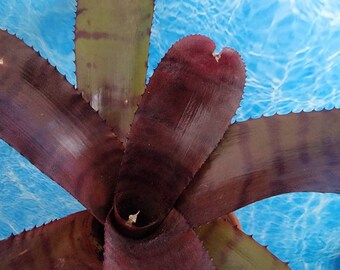 Neoregelia "Red tiger" large red burgundy bromeliad live cactus plant~Tropical plant