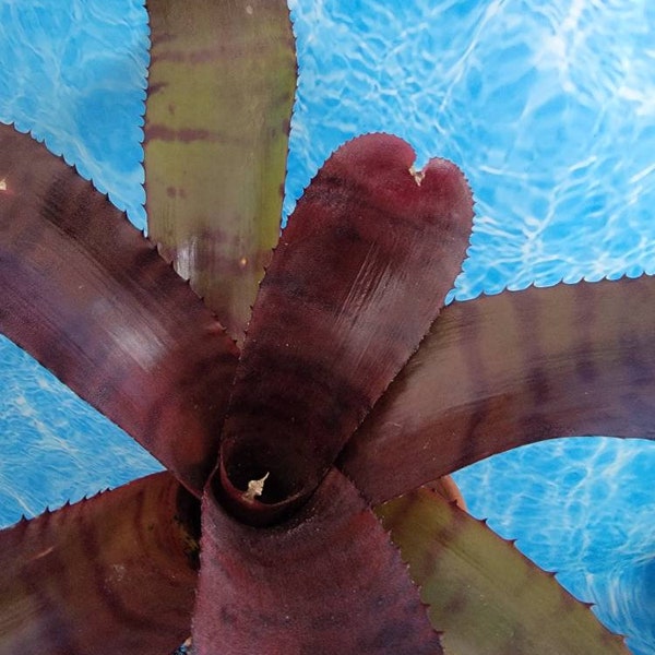 Neoregelia "Red tiger" large red burgundy bromeliad live cactus plant~Tropical plant