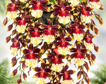 Oncidium Wildcat "Rainbow" yellow orchid-pansy orchid-fragrant dancing lady orchid