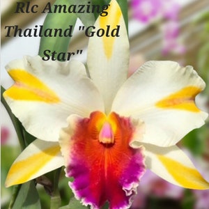 Cattleya Orchid Fragrant flower-very rare Rlc Amazing Thailand &quot;Gold Star&quot;