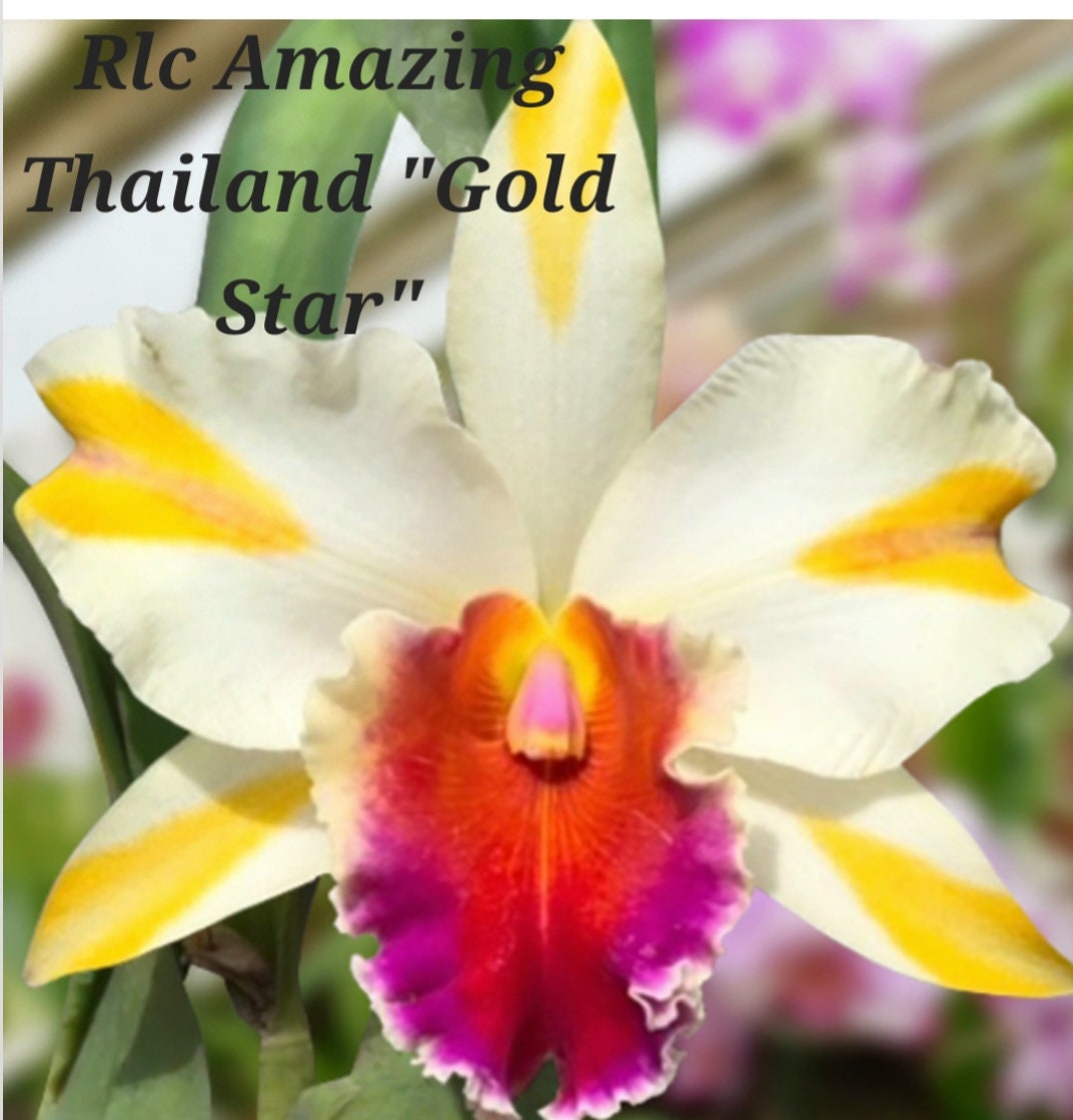 Koolau Queen Maxima Engagement Ring Cattleya Baudelaire Canada
