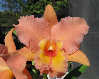 Orchid seedling Pot Marlene lundquist "orange delight" live started plug