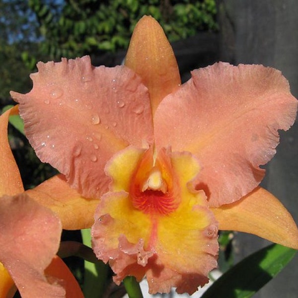 Orchid seedling Pot Marlene lundquist "orange delight" live started plug