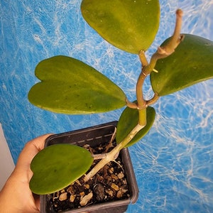 Hoya kerrii live plant sweet heart hoya live plant-wax plant fragrant flowers