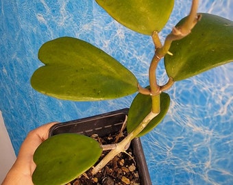 Hoya kerrii live plant sweet heart hoya live plant-wax plant fragrant flowers