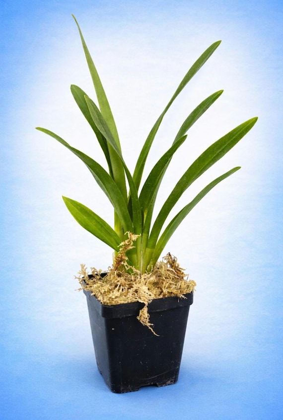 Miltonia Orchid Live Plant ~ Pansy Orchid~rubenesque "brockton" ~ miltoniopsis ~large Size Not in Bloom - Etsy Israel