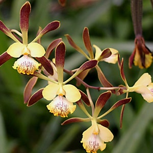 Encyclia Alata rare orchid live plant 4 inch pot