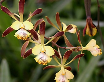 Encyclia Alata rare orchid live plant 4 inch pot