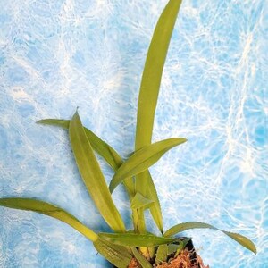 Oncidium sharry baby Sweet fragranceChocolate Orchid Plug SEEDLING SIZELive plant 4" Pot