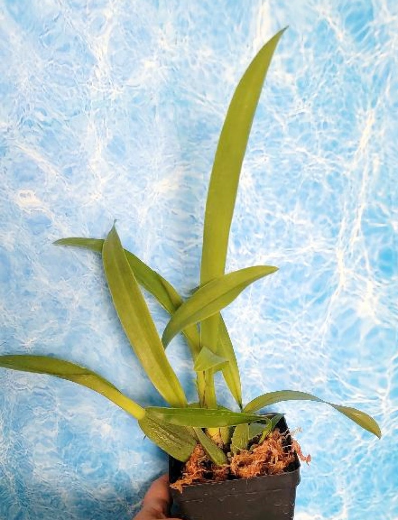 Oncidium sharry baby Sweet fragranceChocolate Orchid Plug SEEDLING SIZELive plant 4" Pot