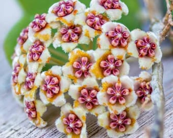 Hoya Kentiana 'lori Lynn' - Etsy