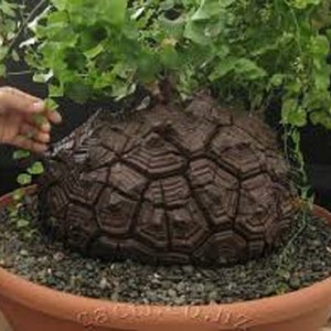 Dioscorea Elephantipes  elephant foot african Seeds~caudiciform plant SEEDS