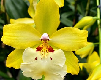 Oncidium Celtic sun maya yellow orchid-pansy orchid-Fragrant dancing lady orchid