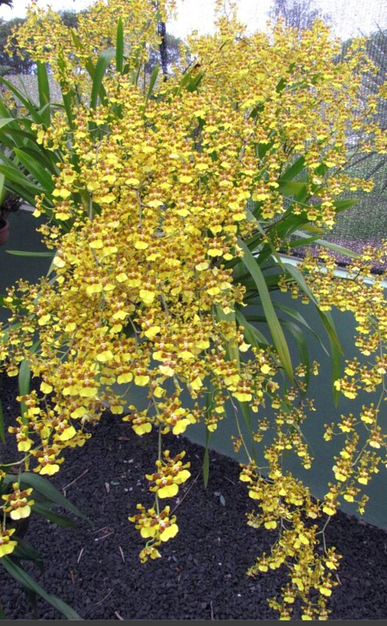Puede incluir: Una vibrante exhibici&oacute;n de orqu&iacute;deas amarillas con marcas marrones. Las flores en cascada se destacan sobre un fondo de follaje verde y una superficie oscura, creando un contraste llamativo. La imagen muestra la belleza natural de las orqu&iacute;deas.