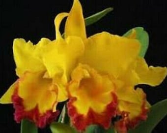 Orchid seedling yellow Cattleya LC Gold digger X Epi Rufum live plant