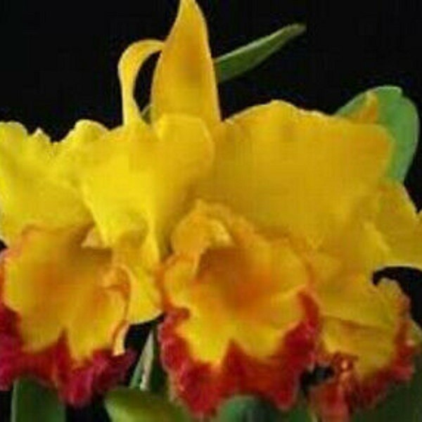 Orchid seedling yellow Cattleya LC Gold digger X Epi Rufum live plant