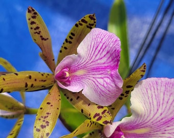 Bc hippodamia orchid live plant large in bloom ,aclandiae  x nodosa