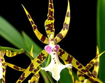 Orchid Miltassia Charles M. Fitch 'izumi' AM/AOS (seedlings) - Etsy