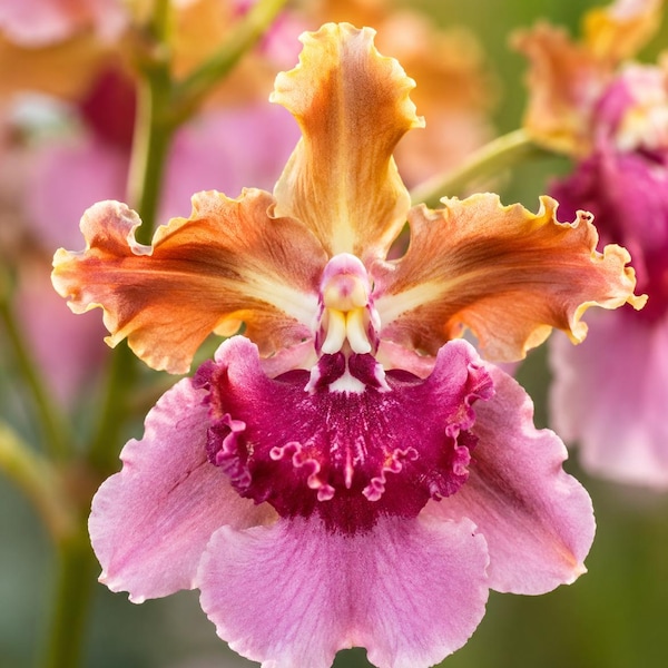 Fragrant flowers Oncidium Orchid Pacific Sunrise Hakalau - Live Plant