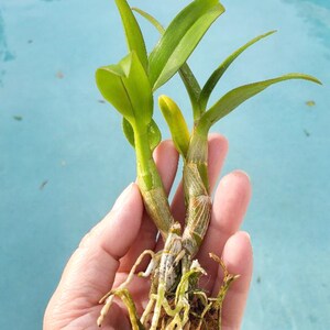 Dendrobium Orchid seedling Plug Pink Thailand stripe live plant image 5