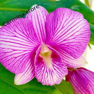 Dendrobium Orchid seedling Plug Pink Thailand stripe live plant image 1