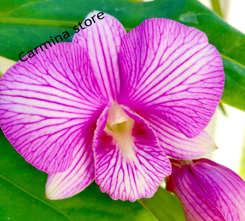 Dendrobium Orchid seedling Plug Pink Thailand stripe live plant image 1