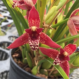 Coconut orchid fragrant- Maxillaria tenuifolia orchid red flower live plant