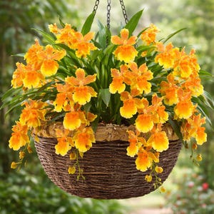 Oncidium 'Brazilian Sun' Orchid – Yellow Orange Hybrid Live Plant